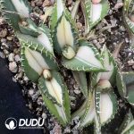 Agave Titanota 
 Mediopicta variegated