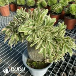 Aeonium Undulatum Cristata