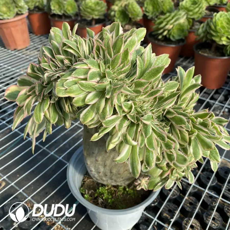 e201-212.webp Aeonium Undulatum Cristata - Image 1