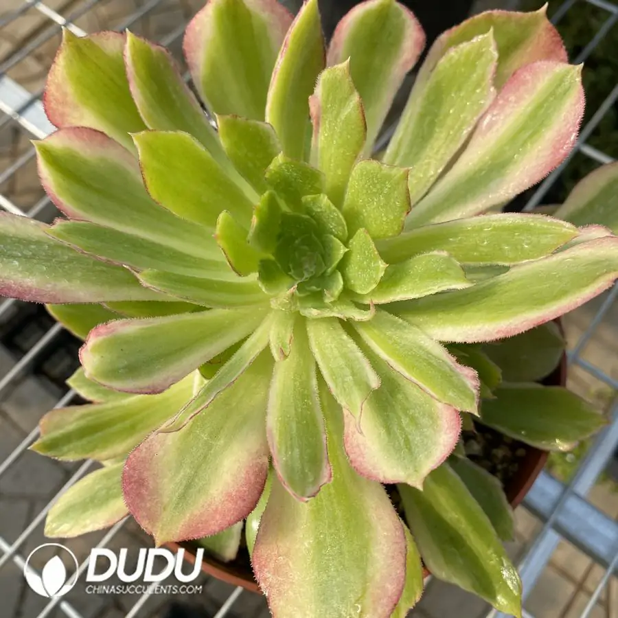 e201-215-1.webp Aeonium Rising Sun Clustering - Image 1