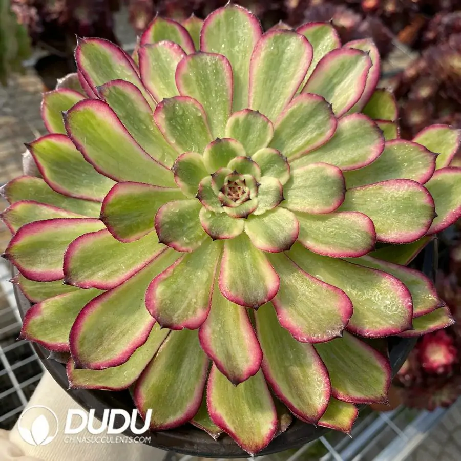 e201-216-1.webp Aeonium Snow Princess
Clustering - Image 1