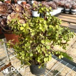 Portulacaria Afra var.foliis-variegatis/Candy Jade