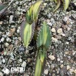 Agave Titanota “Medusa”