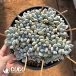 Pachyphytum Perfume Monstrose Double Head