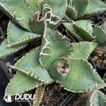 Agave Titanota 'White Thorn'