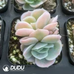 Echeveria 'Blue Surprise’ Varigated Double Head