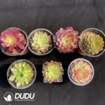 Aeonium Collection 10