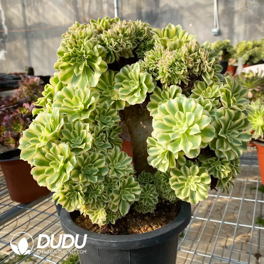 e201-231.webp Aeonium Jade variegated Cristata - Image 1