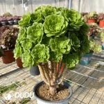 Aeonium Green Cashmere Clustering