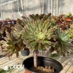 Aeonium Monochromes variegated clustering
