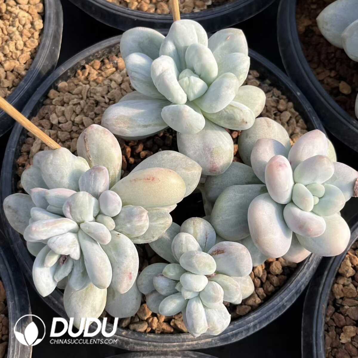 e201-24-2.jpg Pachyphytum Yanzi Big Cluster - Image 1