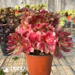 Aeonium Goddess Clustering