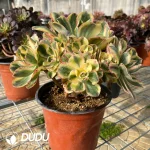 Aeonium Blue-and-white Porcelain Clustering