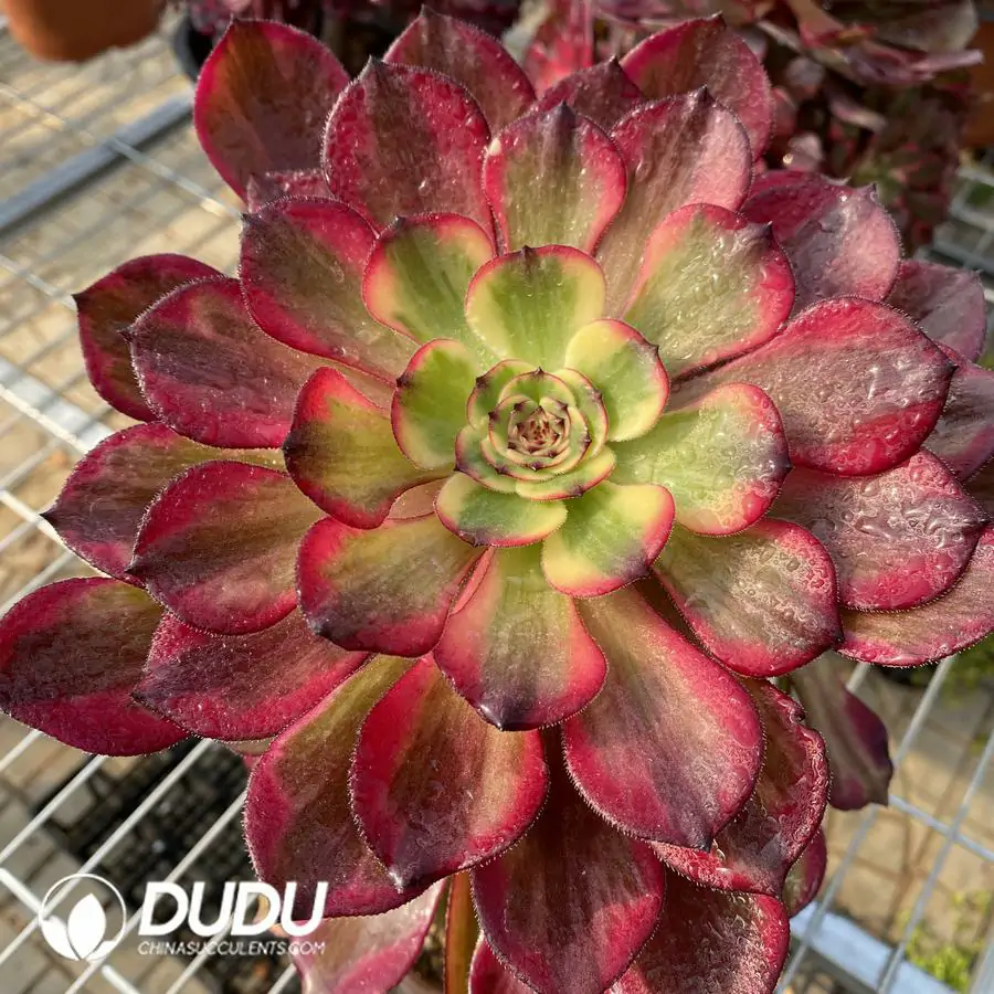 e201-245-2.webp Aeonium Fireworks Cluster - Image 1