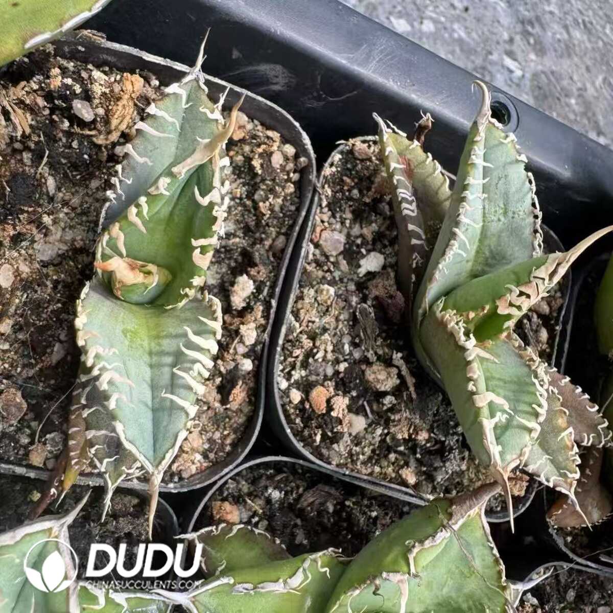 e201-25-1.jpg Agave Titanota 'Starry Sky' - Image 1