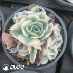 Echeveria Lenore Dean variegate 4 Heads