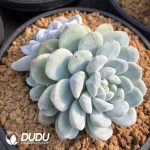 Echeveria Ice Green  Monstrose