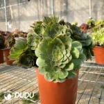 Aeonium Goddess Cristata