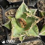 Agave Titanota Red Cat Variegated