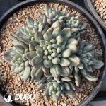 Dark Pattern Pachyphytum Flat Heads Big Cluster