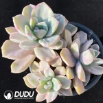 Graptoveria 'Mrs Richards'/Graptoveria 'Gypsy' White Variegated