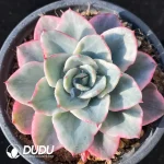 Echeveria Yellow Peach Variegated