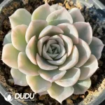 Echeveria Mexican Snowball Variegated