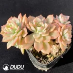Echeveria Deren Oliver Variegated Clustering