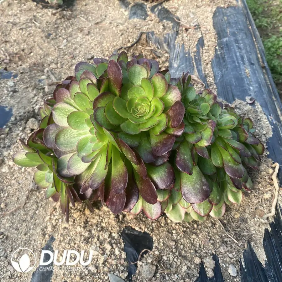 e201-267-1.webp Aeonium Yuhe Cristata - Image 1