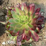 Aeonium Pink Flower Demon Clustering