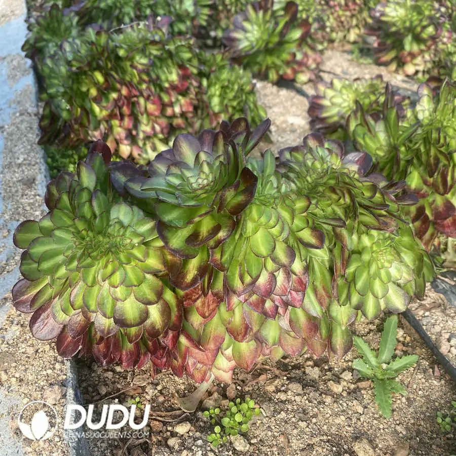 e201-268-2.webp Aeonium Qingcheng Middle Variegated Cristata - Image 1