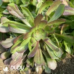 Aeonium Colorful Loli Clustering