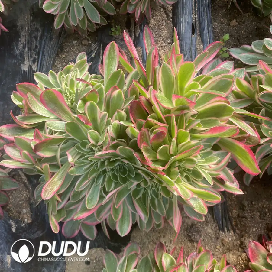 e201-269-2.webp Aeonium Goddess Cristata - Image 1