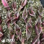 Agave Titanota King kong