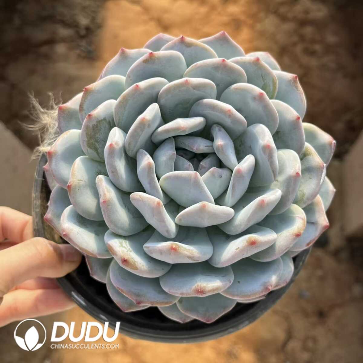 e201-27-2.jpg Echeveria Bun Monroe - Image 1