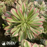 Aeonium Powder Copper Clustering