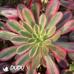 Aeonium Fire Fox Clustering