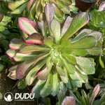 Aeonium Garnet Colorful Clustering