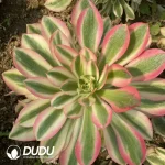 Aeonium Pink Witch Clustering