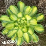 Aeonium Tyrant Variegated (Wide Variegated)