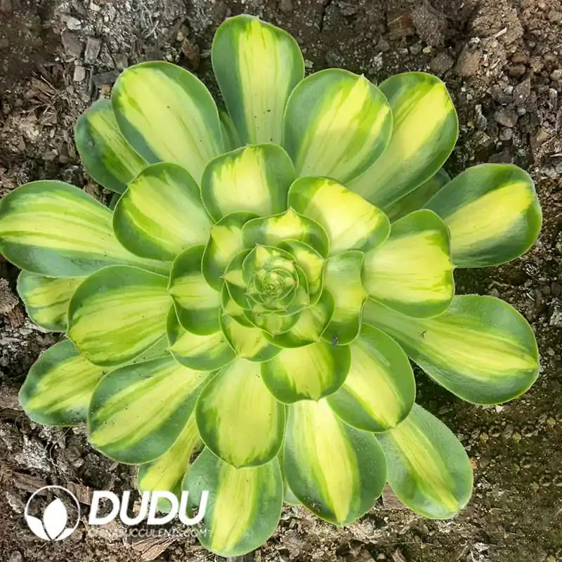e201-275.webp Aeonium Tyrant Variegated (Wide Variegated) - Image 1