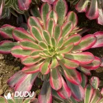 Aeonium Medusa Clustering