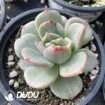 Echeveria Floriditty Variegated