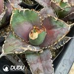 Agave titanota 'White Whale' marginata