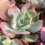 Echeveria Ice Age Variegated