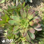Aeonium Banlan Clustering