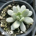 Echeveria Chanel Variegated