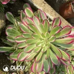 Aeonium JiYue Clustering