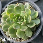 Echeveria Margaret Variegated