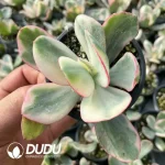 Echeveria Juliet Variegated